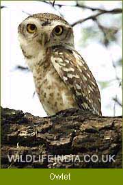 Owlet, Birding India      