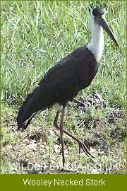 Wooley Necked Stork, Birding India 