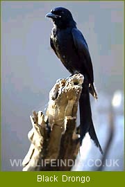 Black Drongo, Bird Watching India, Birding Tour India, Indian Birding Tour 