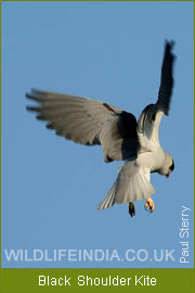 Black Shoulder Kite, Western India Birding Tour 