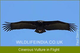 Cinereous Vulture in Flight ( Raptor) 