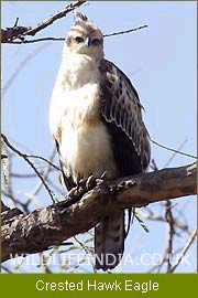 Crested Hawk Eagle, Himalayan Birding Tour 