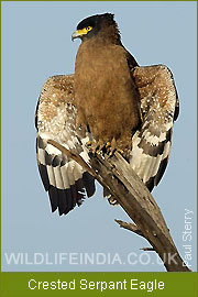 Crested Serpent Eagle - Gir, Indian Birding Tour, Bird Watching Tour, Western India Birding 