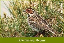 Little Bunting - Megma, Indian Birding Tour, Birding Tour India 