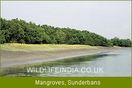 Mangroves - Sunderban, North East India Birding  