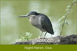Night Heron - Goa, Birding Tours India, Indian Birding India 
