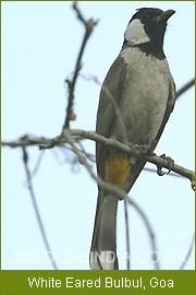 White Eared Bulbul - Goa, Indian Bird Tour,  Bird Watching India 
