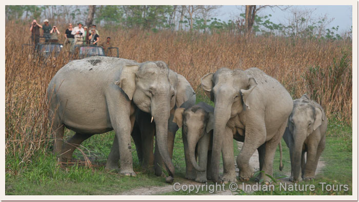 Elephant Herd with many young Calfs, Kaziranga National Park, April 2011 Elephant Herd with many young Calfs, Kaziranga National Park, April 2011