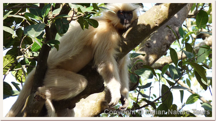 Golden-Langur,-Mans-National-Park,-April-2011