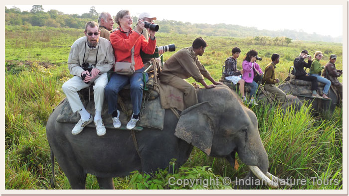Guests enjoying Elephant Safari, Kaziranga National Park, April 2011 Guests enjoying Elephant Safari, Kaziranga National Park, April 2011