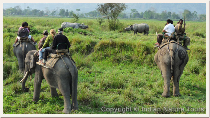 Kaziranga-Nationa-Park-Elephant-Safari,-April-2011