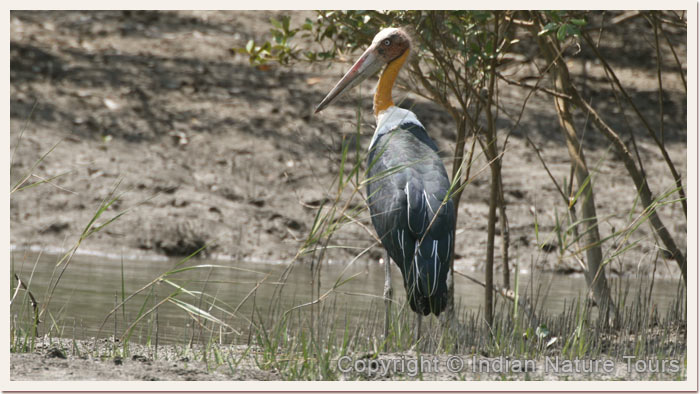 Lesser-Adjutant-Strok,-Sunderbans-National-Park,-April-2011