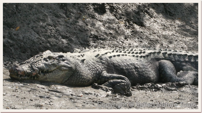 Male-Salty,-Injured-in-Teritorial-flight,-Sunderbans,-April-2011