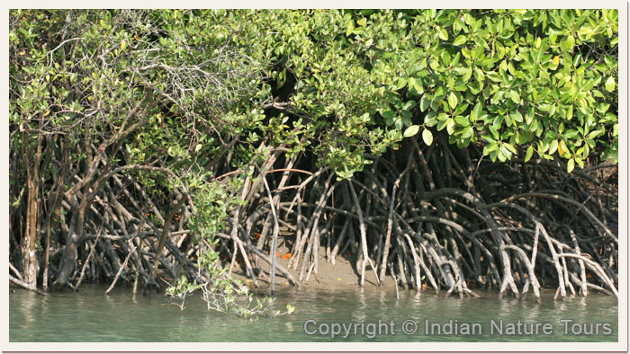 Mangroove,-Sunderbans-National-Park,-April-2011