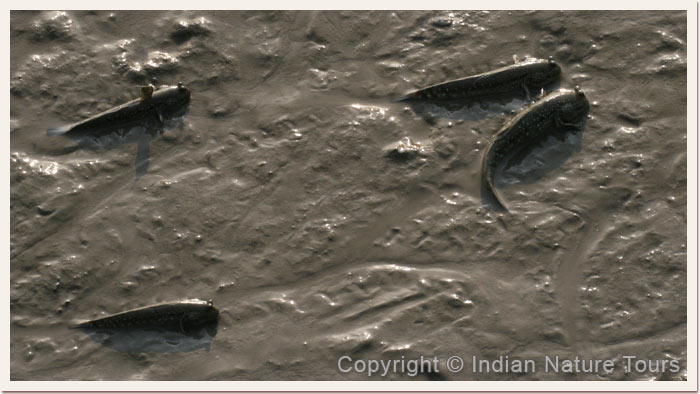 Mud--Skimmers,-Sunderbans-National-Park,-April-2011