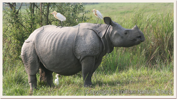 One-Horned-Rhinoceros,-KAziranga-Nationa-Park,-April-2011