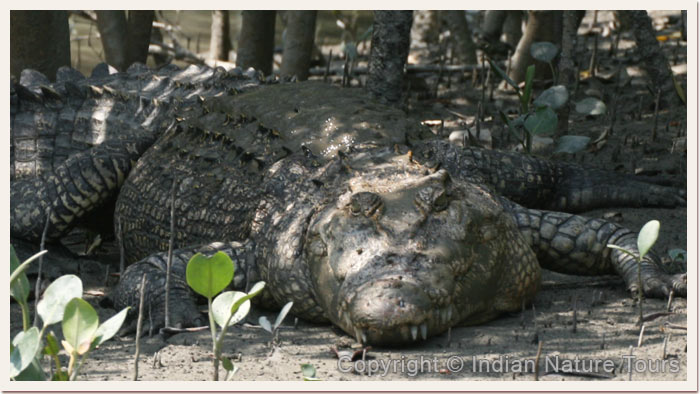 Salt-Water-Crocodile,-Sunderbans,-April-2011
