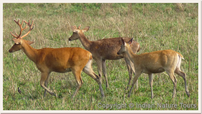 Soft-Ground-Barasinghas,-Kaziranga-National-Park,-April-2011