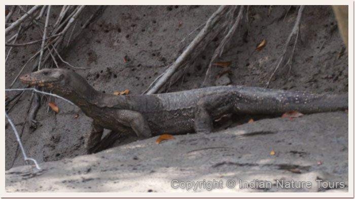 Water-Monitor-Lizard,-Kaziranga-National-Park,-April-2011