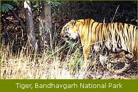 Tiger, Bandhavgarh National Park, Wildlife Filming Trip   