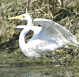 Eagret - Bharatpur, Bird Watching India, India Birding Tour  