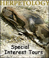 Herpetology - Special Interest Tours