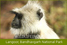 Langoor, Bandhavgarh National Park, Wildlife Filming Trip   