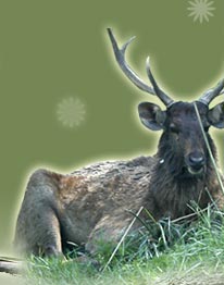 Male Deer - Bharatpur, Wildlife Tour Package 