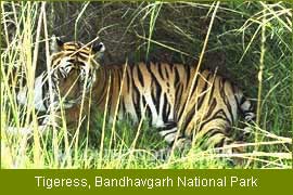 Tigeress, Bandhavgarh National Park,Filming Trips India   