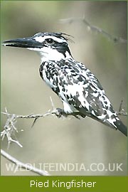 Pied Kingfisher, Bandhavgarh National Park, Wildlife Filming Trip   