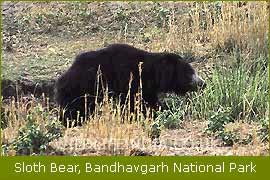 Sloth Bear, Bandhavgarh National Park, Wildlife Filming Trip   
