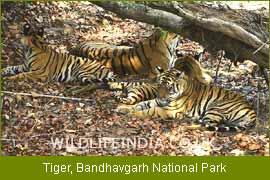 Bandhavgarh Wildlife Filming Trips 