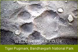 Tiger Pugmark, Bandhavgarh National Park, Wildlife Filming Trip 