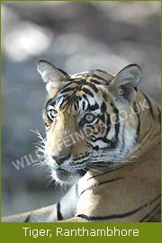 Ranthambhore Wildlife Filming Trip 