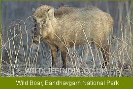 Wild Boar, Bandhavgarh National Park, Wildlife Filming Trip   