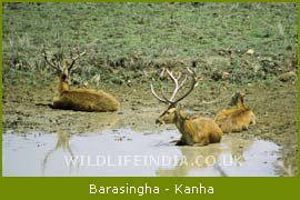 Barasingha, Kanha National Park