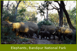 Elephants, Bandipur Wildlife Tour Packages