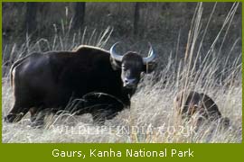 Gaurs- Kanha National Park, Indian National Parks   