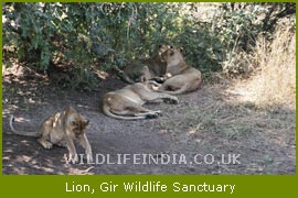 Lion, Gir Wildlife Sanctaury