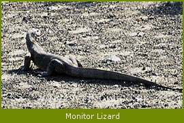 Monitor Lizard, Sunderban NAtional Park