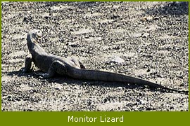 Monitor Lizard, Sunderban National Park