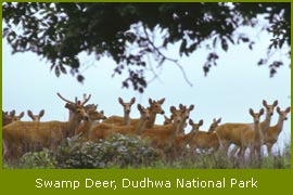 Swamp Deer, Dudhwa National Park