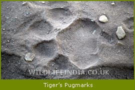 Pugmarks of Tiger