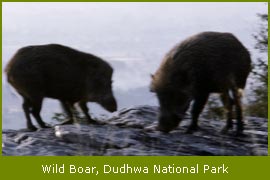 Wild Boar, Dudhwa National Park