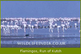 Flamingos, Run of Kutch