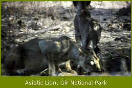Asiatic Lion, Gir Wildlife Sanctaury