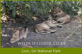 Lion, Gir National Park