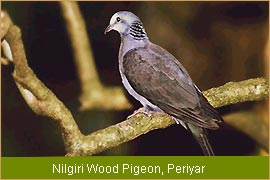 Nilgiri Wood Pigeon - Periyar, Bird Watching Tour, Indian Bird Tour  