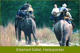 Elephant Safari - Halduparado, Indian Wildlife Tour, Elephant Safari India, Wildlife Tour India  