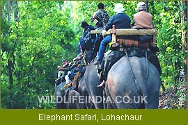 Elephant Safari - Lohachur
, Wildlife Tour India,  Indian Wildlife Tour  